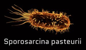 Organisms like this Sporosarcina pasteurii bacterium deposit calcium carbonate to grow extremely strong natural structures